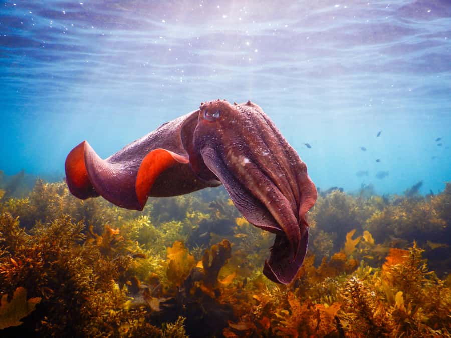 Snorkeling Tour: Discover Sydney’s impressive sea life - Quick points to know before you book