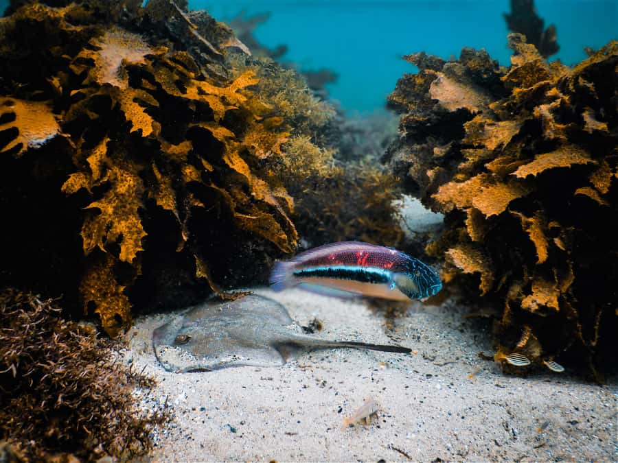 Snorkeling Tour: Discover Sydney’s impressive sea life - Why Clovelly is a strong place to see Sydney underwater