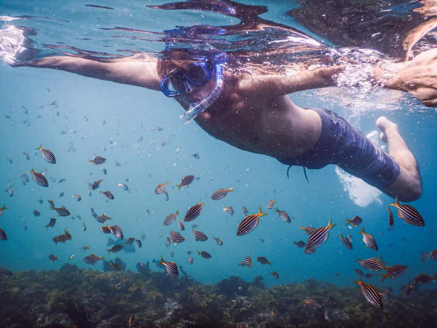 Snorkeling Tour: Discover Sydney’s impressive sea life - The 15-minute briefing makes the ocean less intimidating