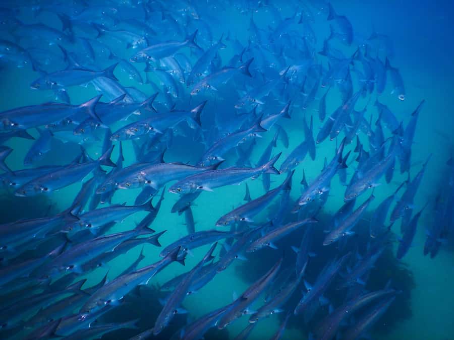 Snorkeling Tour: Discover Sydney’s impressive sea life - Who will enjoy this most