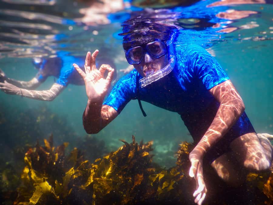 Snorkeling Tour: Discover Sydney’s impressive sea life - What happens at the Clovelly meeting point