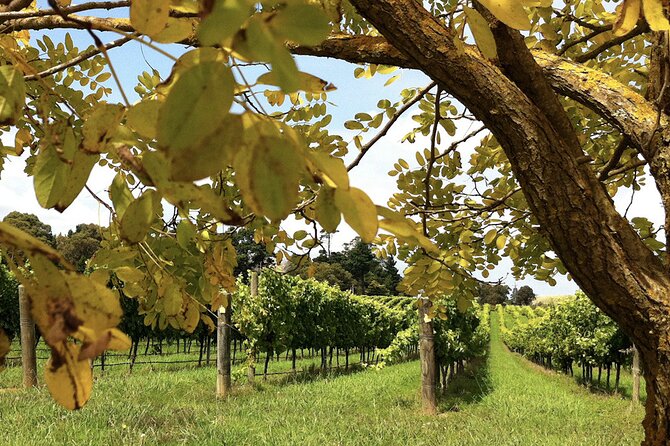 Southern Highlands Private Tour with Wine, Waterfall and Garden - Fitzroy Falls brings the most dramatic view