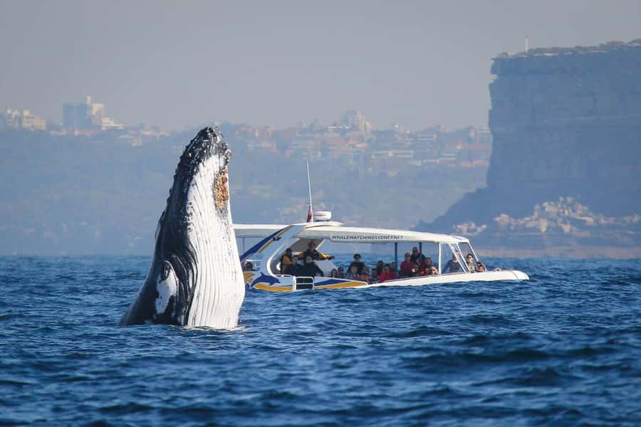 Sydney: 2.5 hour Adventure Whale Watching Cruise - Key points to know before booking