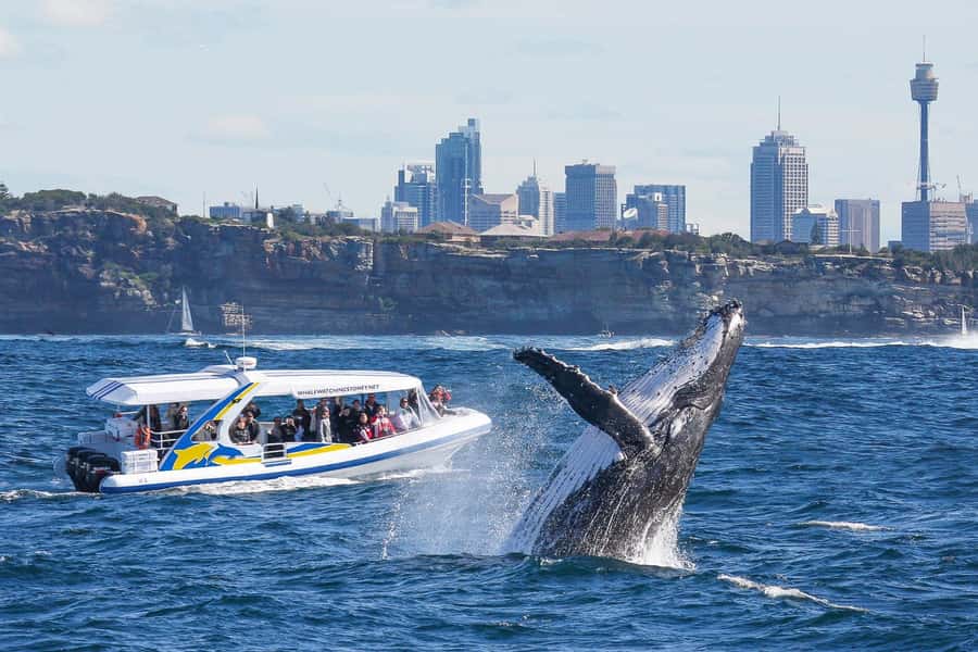 Sydney: 2.5 hour Adventure Whale Watching Cruise - A fast start from Sydney Harbour