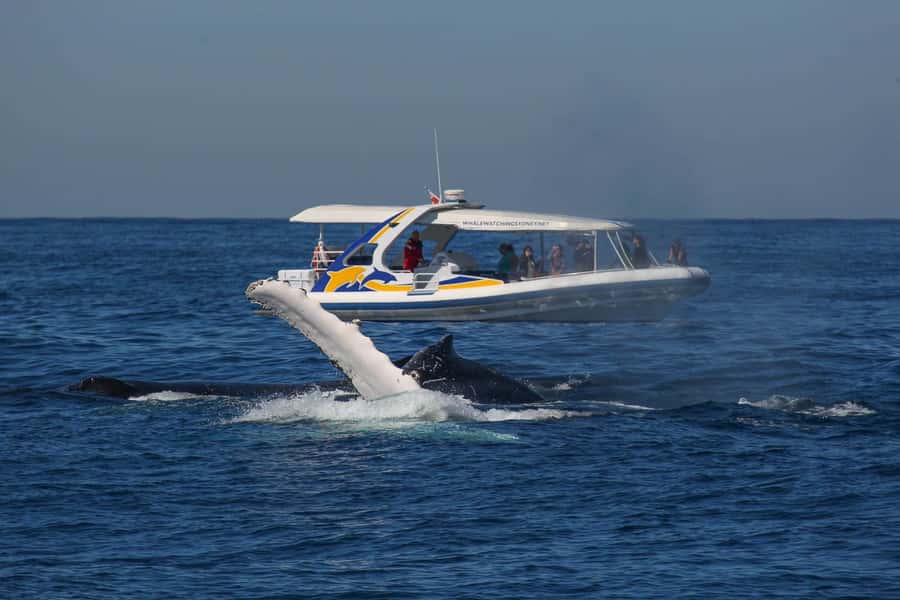 Sydney: 2.5 hour Adventure Whale Watching Cruise - The run to the whale grounds