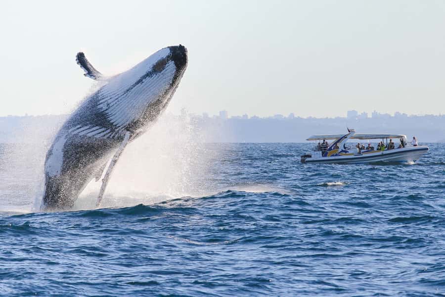 Sydney: 2.5 hour Adventure Whale Watching Cruise - My call: book it if speed is part of the attraction
