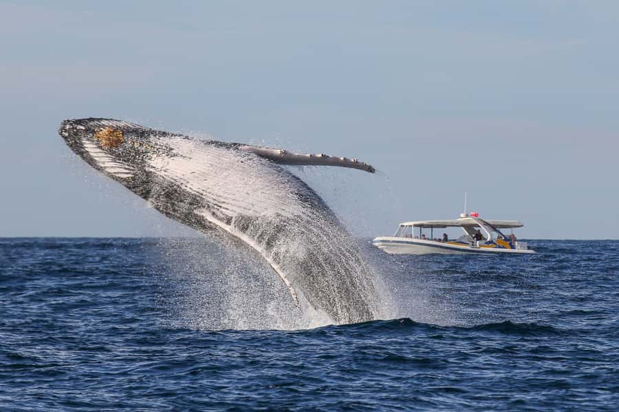 Sydney: 2.5 hour Adventure Whale Watching Cruise - Why the boat design matters for whale watching