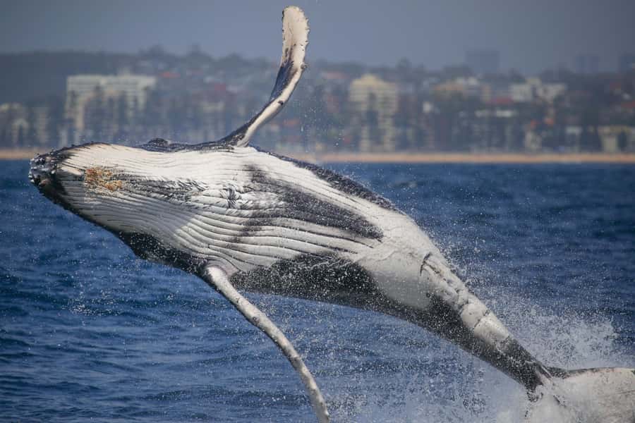 Sydney: 2-hour Express Whale Watching Cruise - Why the 20-minute run to open water matters
