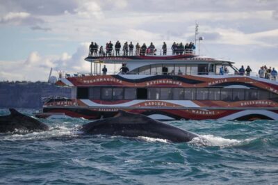 2-hour Express Whale Watching Cruise