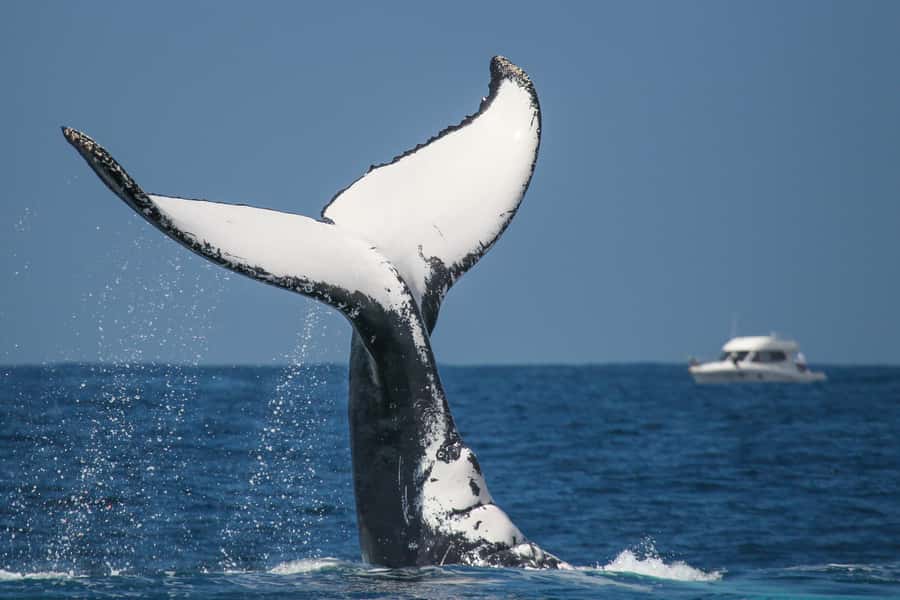 Sydney: 2-hour Express Whale Watching Cruise - Motion sickness, wind, and the honest drawbacks