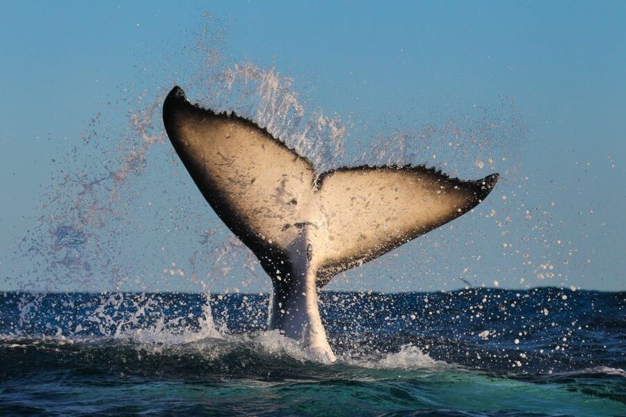 Sydney: 2-hour Express Whale Watching Cruise - Practical details that can make the day better