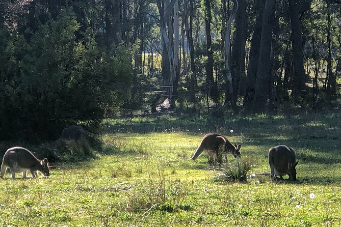 Sydney Blue Mountains Day Tour with Wildlife Park and Waterfalls - The Three Sisters and Indigenous stories