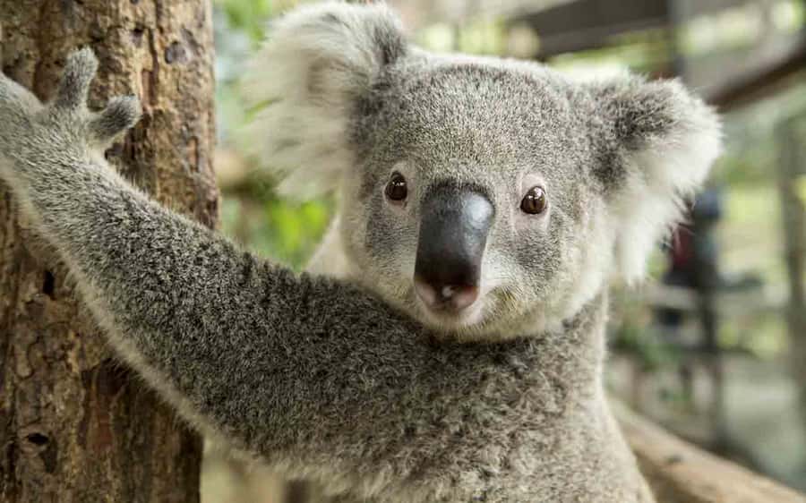 Sydney: Blue Mountains & Featherdale Wildlife Park Day Trip - Practical details before you book