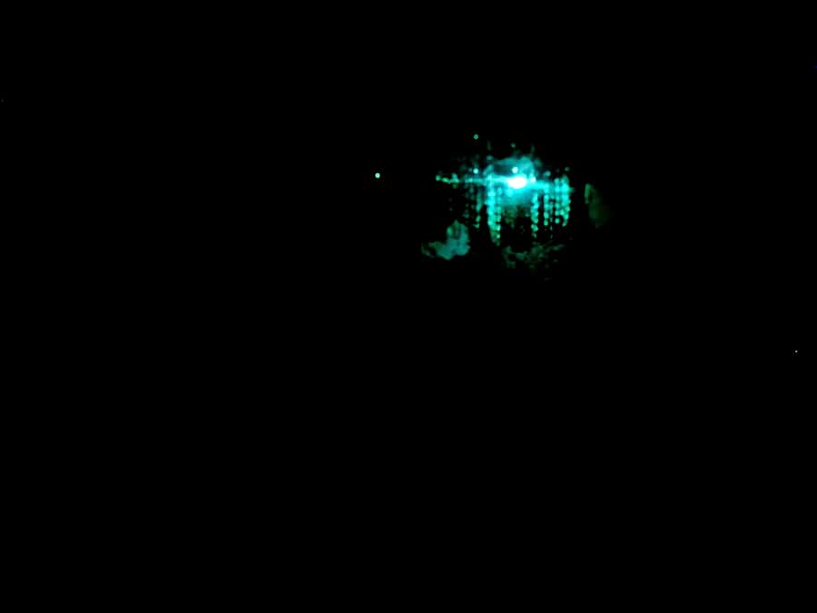 Sydney: Blue Mountains Glow Worms Wild Adventure by Night - Leaving Sydney after dark