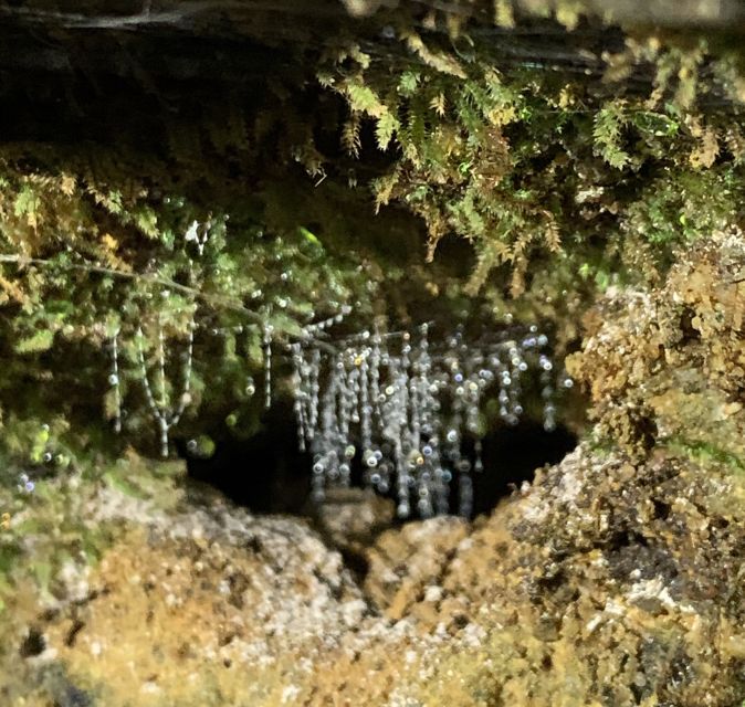 Sydney: Blue Mountains Glow Worms Wild Adventure by Night - Learning about Australian wildlife and survival