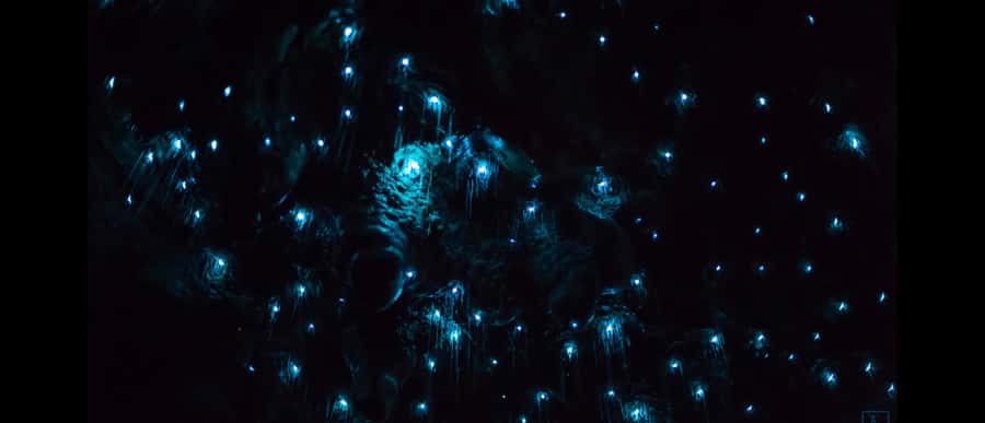 Sydney: Blue Mountains Glow Worms Wild Adventure by Night - Who will enjoy this most