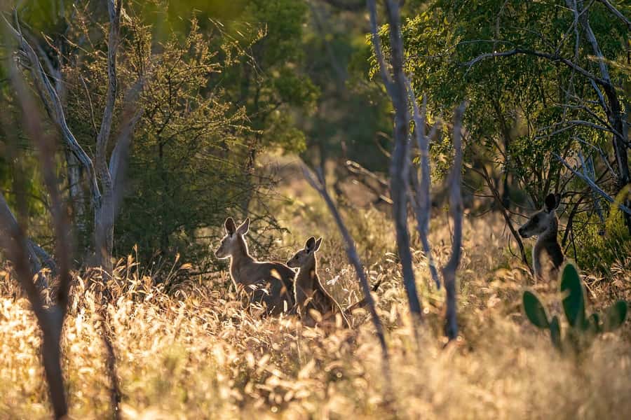 Sydney: Blue Mountains Kangaroos, Wilderness and Sunset Tour - Why the late start changes the Blue Mountains day