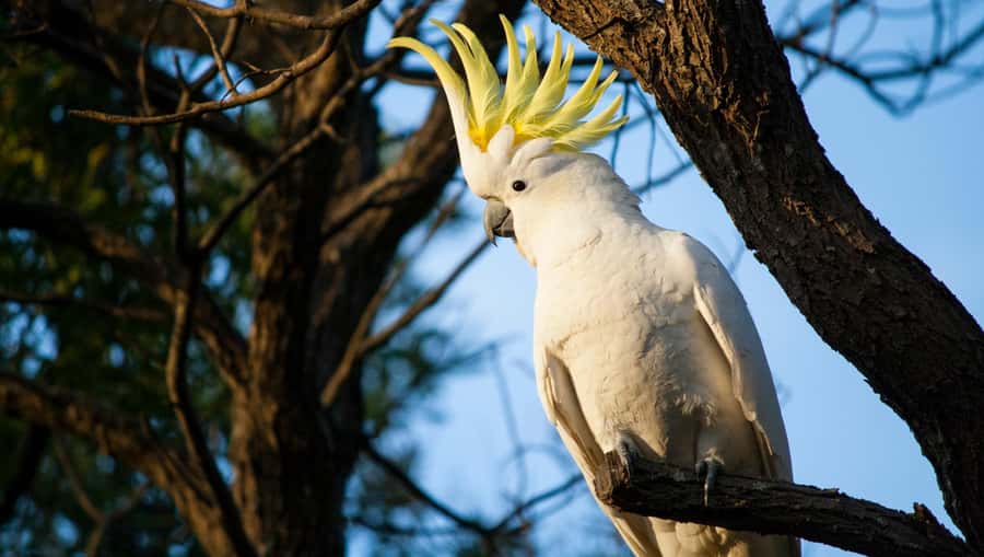 Sydney: Blue Mountains Kangaroos, Wilderness and Sunset Tour - Searching for kangaroos in the wild