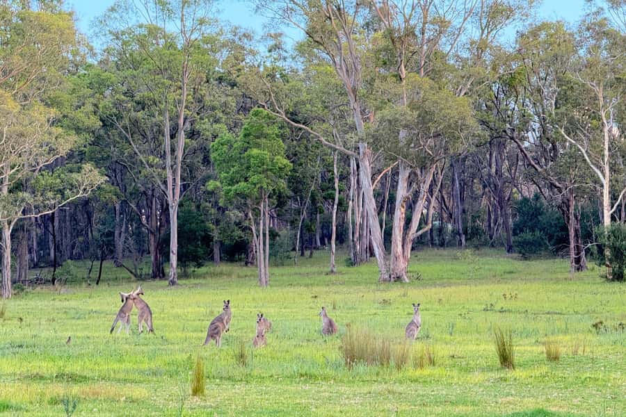 Sydney: Blue Mountains Kangaroos, Wilderness and Sunset Tour - Narrow Neck Plateau and the sunset finish