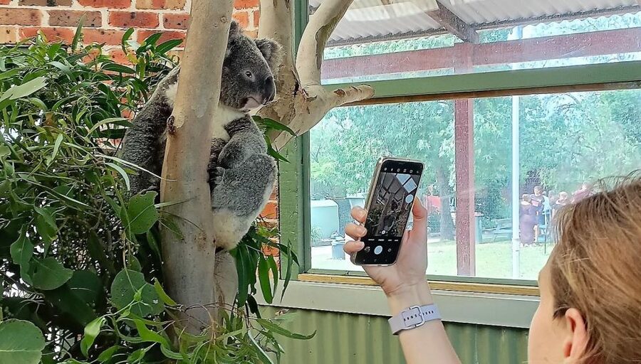 Sydney: Blue Mountains Late Start, Walks Waterfalls & Koalas - Bushwalks, waterfalls, and the Blue Mountains views