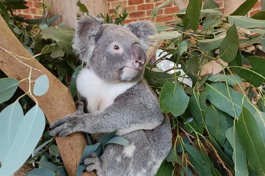 Sydney: Blue Mountains Late Start, Walks Waterfalls & Koalas - Lookouts away from the main crowd