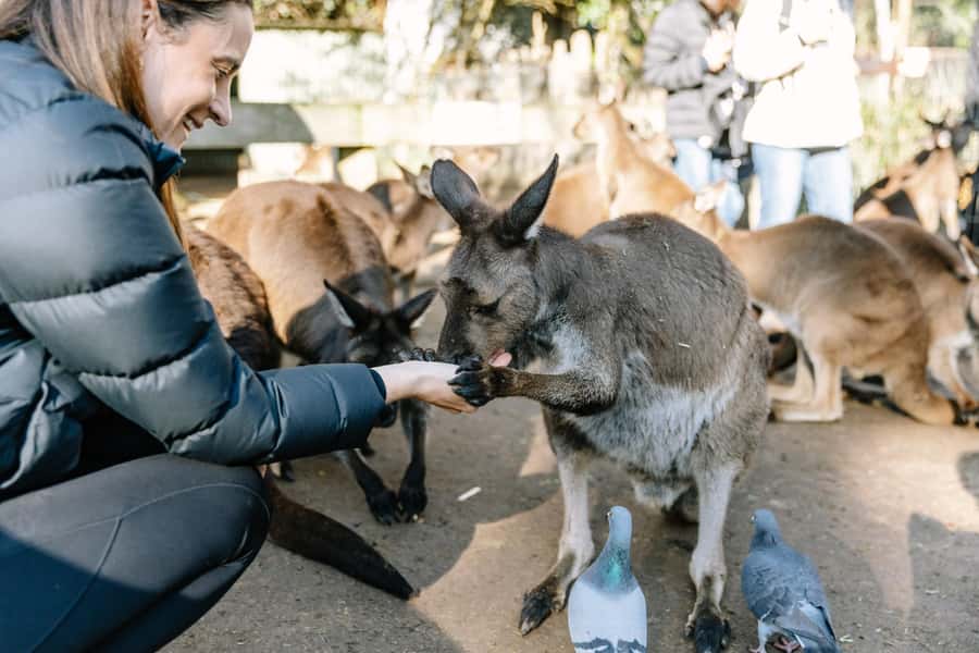 Sydney: Blue Mountains Scenic World, Wildlife Park and Lunch - One day, three very different Blue Mountains experiences