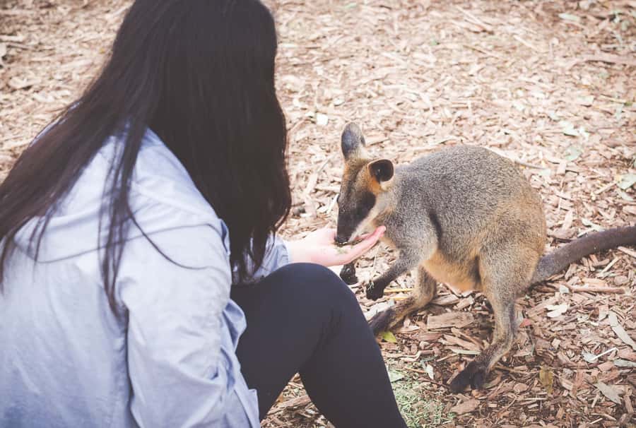 Sydney: Blue Mountains Wildlife & Bushwalk Small-Group Tour - Featherdale Wildlife Park: close encounters without a safari