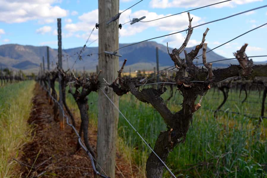 Sydney: Chef-Led Hunter Valley Food & Wine Tour - Practical tips before you book