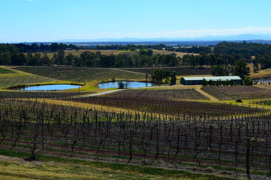 Sydney: Chef-Led Hunter Valley Food & Wine Tour - Starting at the Sydney Fish Market