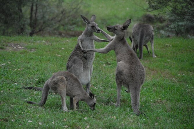 Sydney City and Blue Mountains in One Day Private Tour - Katoomba Falls: a short stop with a strong payoff