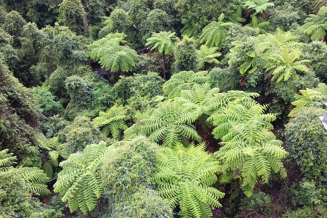 Sydney City and Blue Mountains in One Day Private Tour - What the guide adds to the day