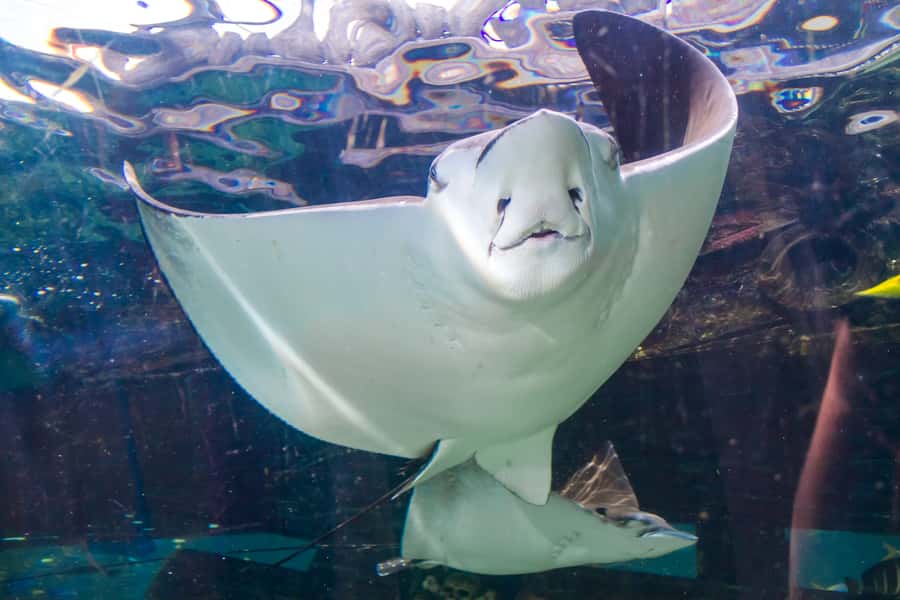 Sydney: Combo Pass for 2, 3, or 4 Top City Attractions - Sydney Tower Eye requires more planning