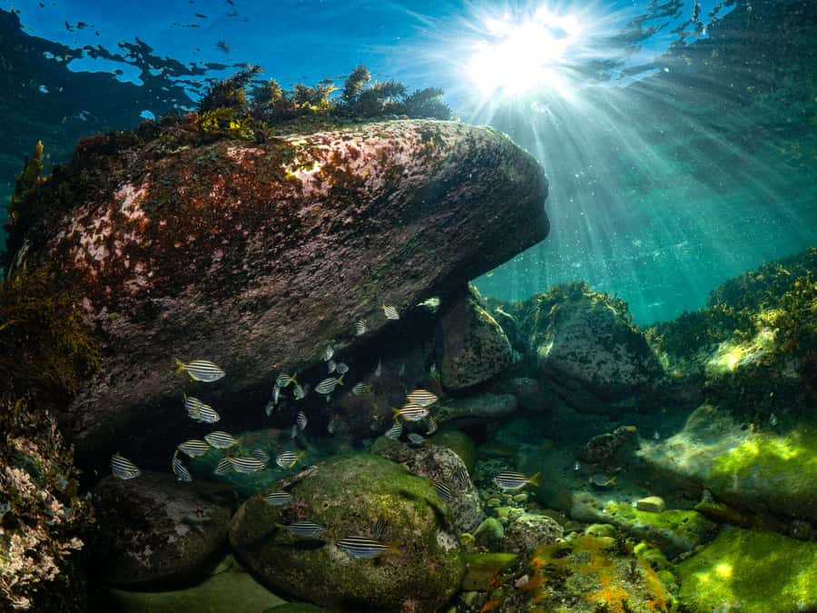Sydney: Discover Scuba Dive at Australia's most Iconic Beach - Entering Sydney’s ocean instead of a pool