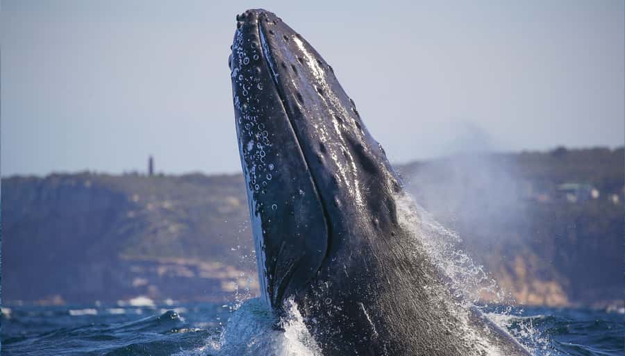 Sydney: Discovery Whale Watching Tour by Catamaran - Key points to know before boarding