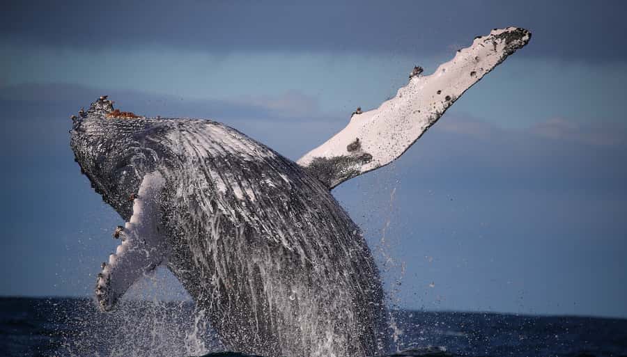Sydney: Discovery Whale Watching Tour by Catamaran - Leaving Darling Harbour at speed