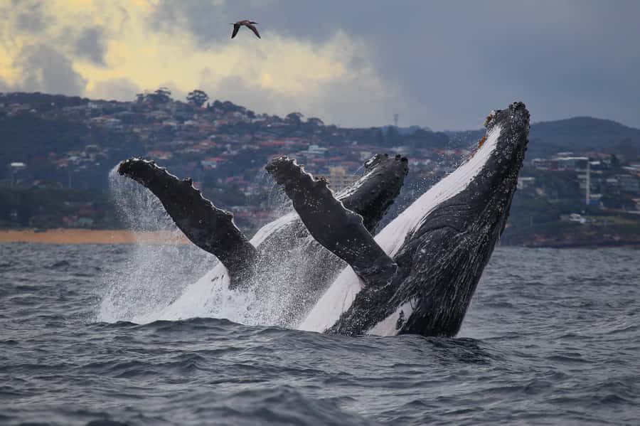 Sydney: Discovery Whale Watching Tour by Catamaran - Choosing the best place to watch