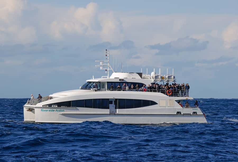 Sydney: Discovery Whale Watching Tour by Catamaran - Small details that improve the day