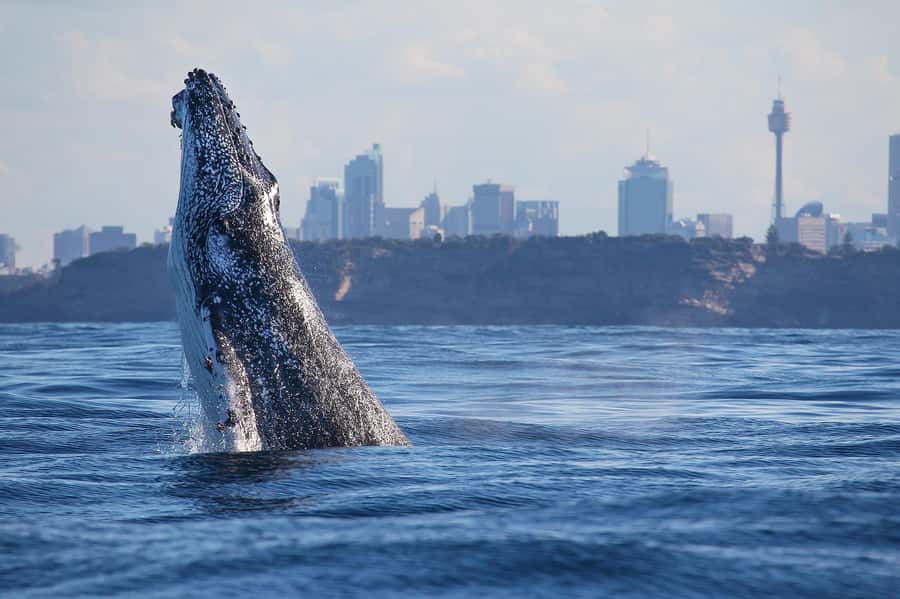 Sydney: Discovery Whale Watching Tour by Catamaran - Searching the open ocean for humpback whales