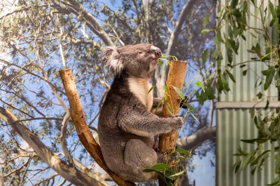 Sydney: Featherdale Wildlife Park Private Tour - Key points at a glance