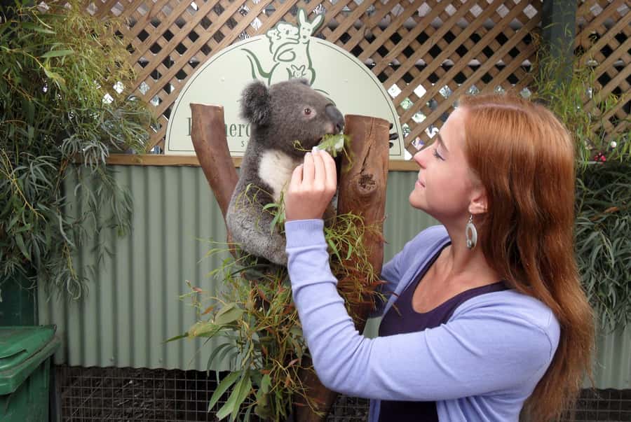 Sydney: Featherdale Wildlife Park Private Tour - Meeting kangaroos, wallabies, and koalas