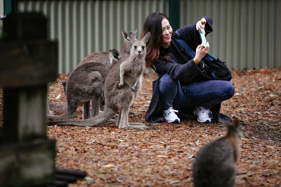 Sydney: Featherdale Wildlife Park Private Tour - What to bring and what to know