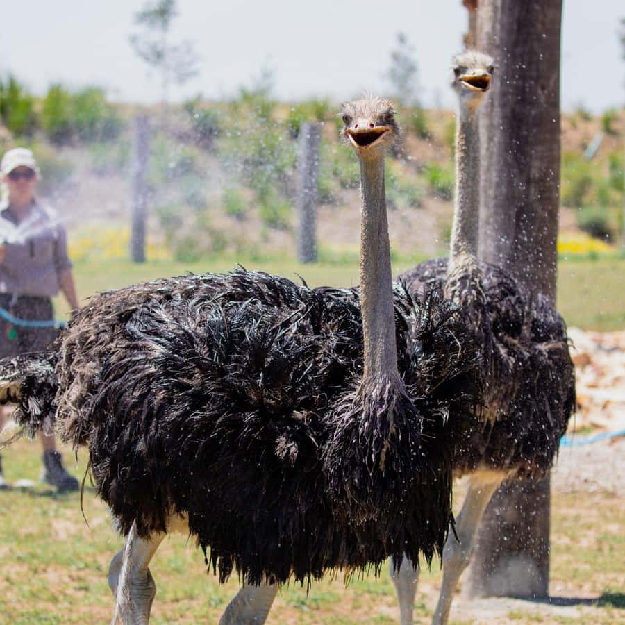 Sydney: Featherdale Wildlife Park Private Tour - Featherdale’s bushland setting and animal collection