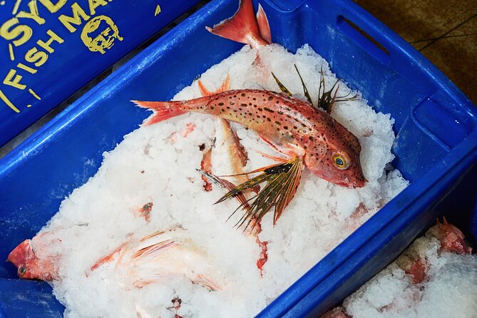 Sydney Fish Market Behind the Scenes Tour - Meeting lobsters, mud crabs, and giant tuna