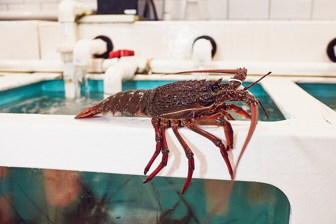 Sydney Fish Market Behind the Scenes Tour - Australian fishing, aquaculture, and sustainability