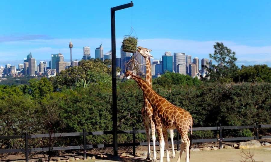 Sydney: Flexi Pass - Pick 3, 5 or 7 Experiences - Thrills, games, and evening options