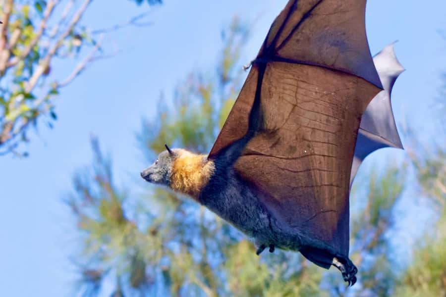 Sydney: Flying Fox Tour, Australia's Largest Bats - Key points about Sydney’s flying fox tour
