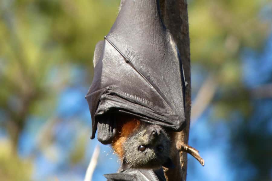 Sydney: Flying Fox Tour, Australia's Largest Bats - Booking details worth knowing