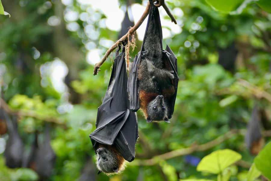 Sydney: Flying Fox Tour, Australia's Largest Bats - Why seeing flying foxes in daylight is so special