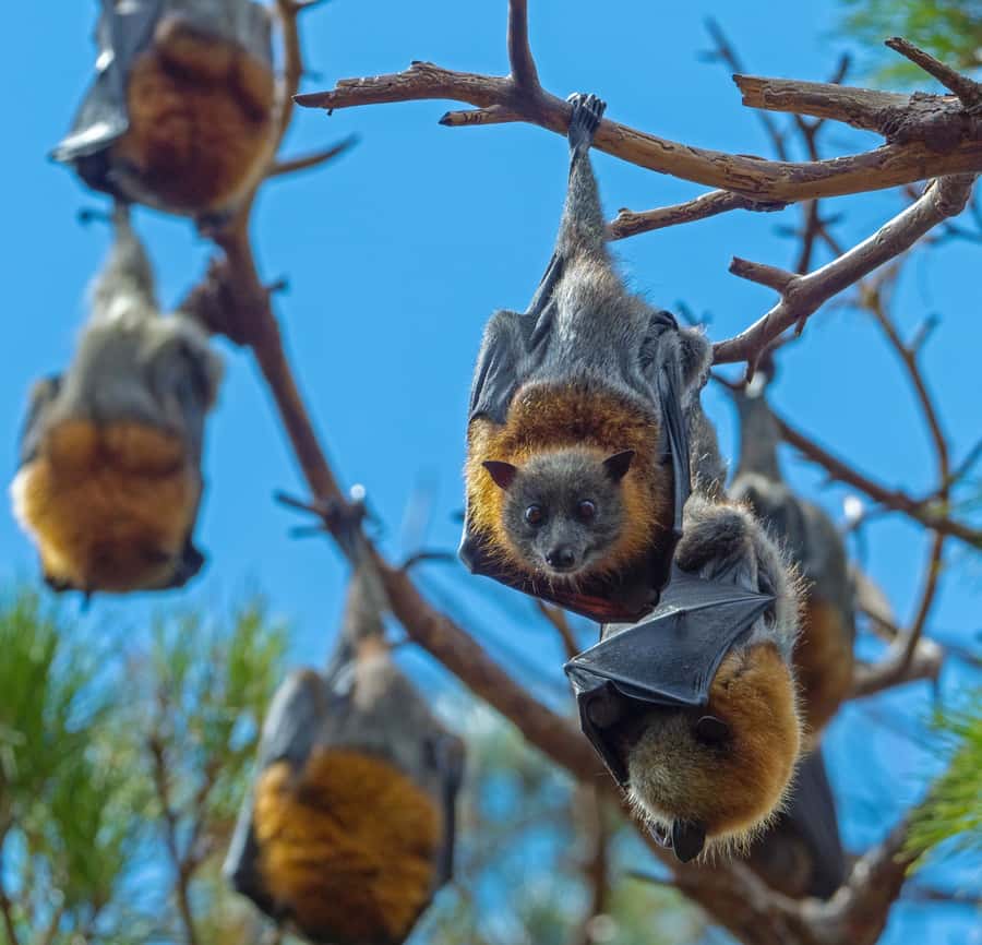 Sydney: Flying Fox Tour, Australia's Largest Bats - At the flying fox colony