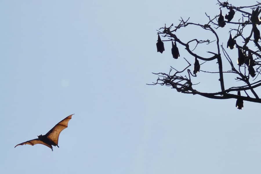 Sydney: Flying Fox Tour, Australia's Largest Bats - The cameras are a major part of the value